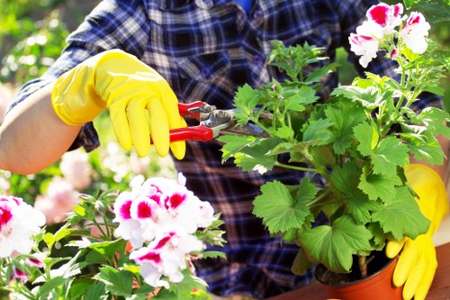 A gardener wearing a blue and black checked shirt and bright yellow protective gloves is shown pruning or trimming a potted flowering geranium plant with white and pink blossoms. The focus is on the gardener's hands and the lush green leaves of the plant, which is positioned on a garden table or surface. The background includes additional greenery and flowering plants, indicating a well-maintained outdoor garden space. The scene suggests careful gardening or landscaping work typically associated with residential or professional gardening services in Ickenham, Middlesex, with natural daylight highlighting the vibrant colors of the flowers and foliage. This detailed image captures the essence of garden maintenance, aligning with services offered by companies like Hedge Trimming Ickenham, which specialise in hedge and garden care in the local area.